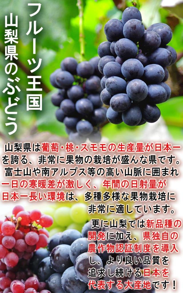 山梨 葡萄