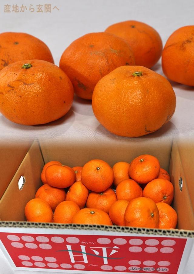 果物 タンゴール