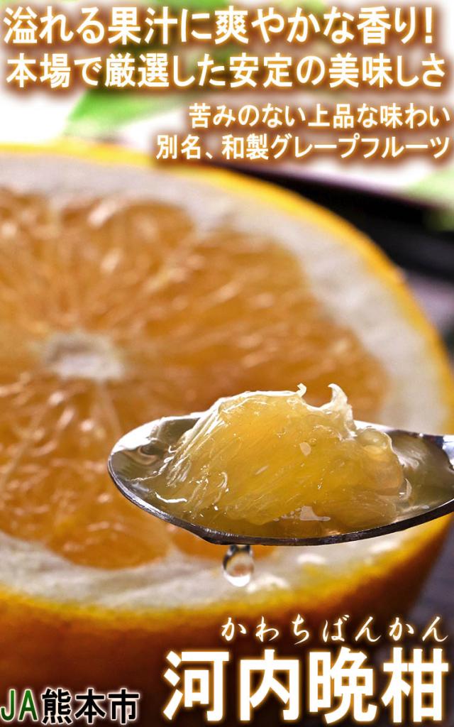 河内晩柑 熊本