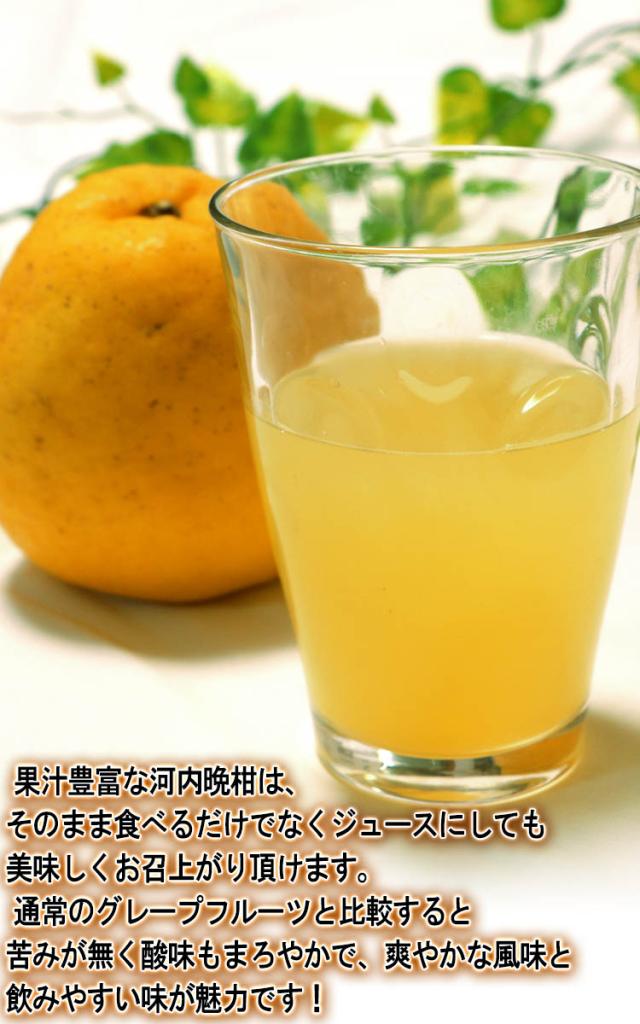 ジュース 河内晩柑