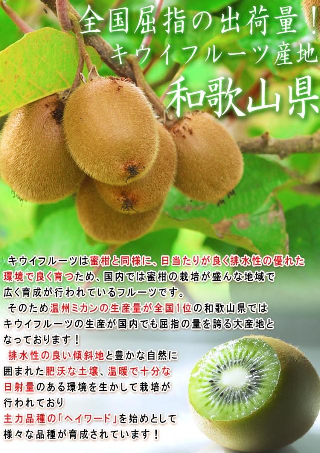 キウイフルーツ 和歌山