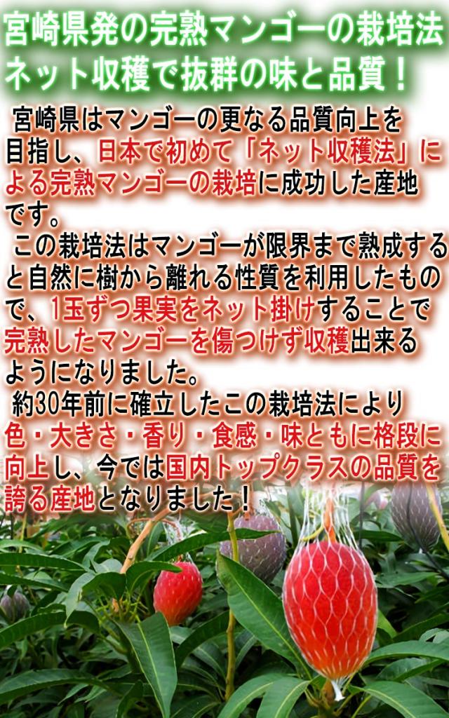 完熟マンゴー 宮崎