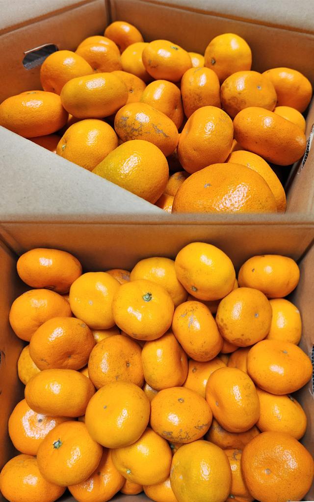 温州みかん 極まろ蜜柑