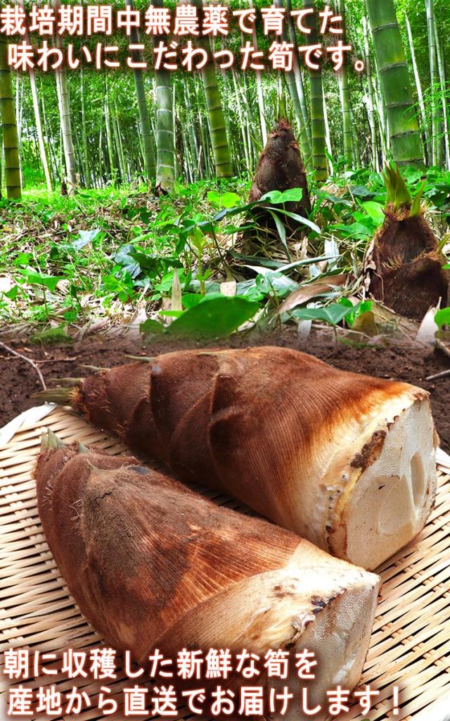 朝採り 鮮度抜群