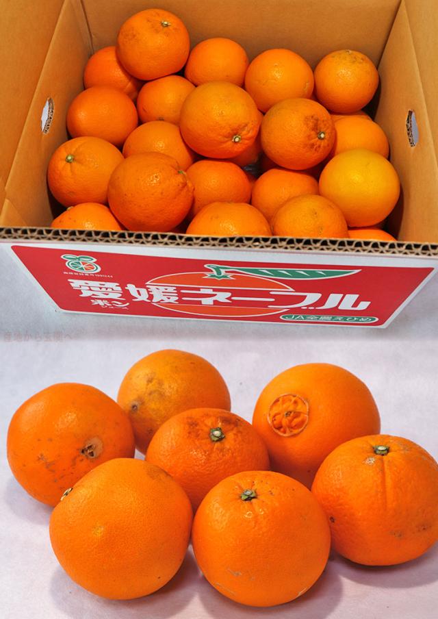 ネーブルオレンジ JAえひめ