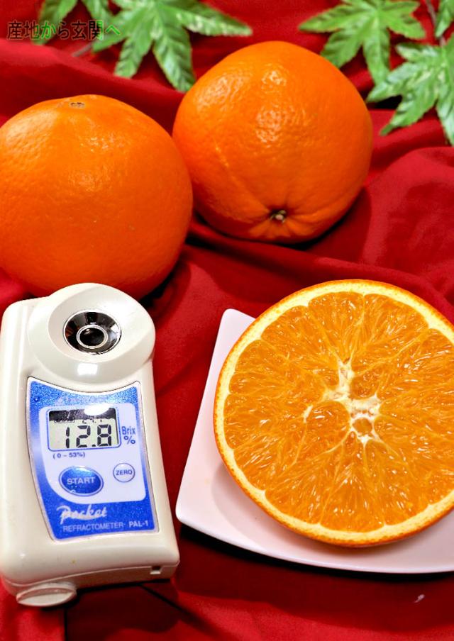 ネーブル くまもと