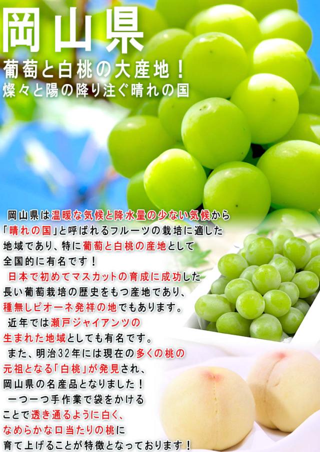 岡山 ブドウ