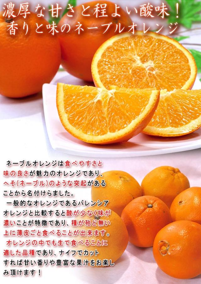 ネーブルオレンジ 柑橘
