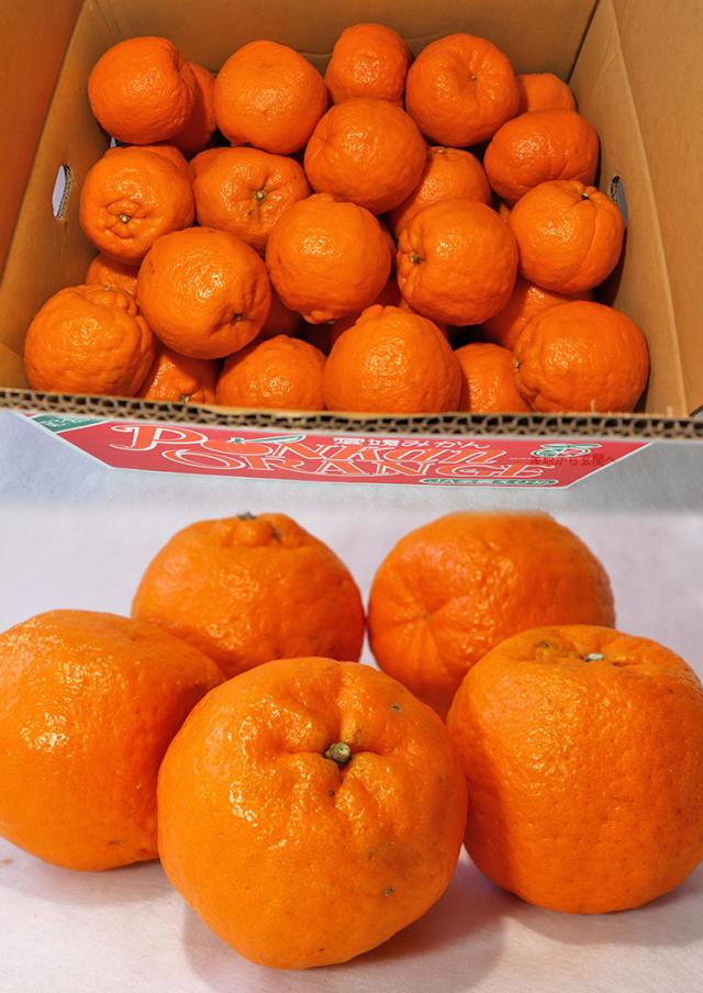 ぽんかん ギフト