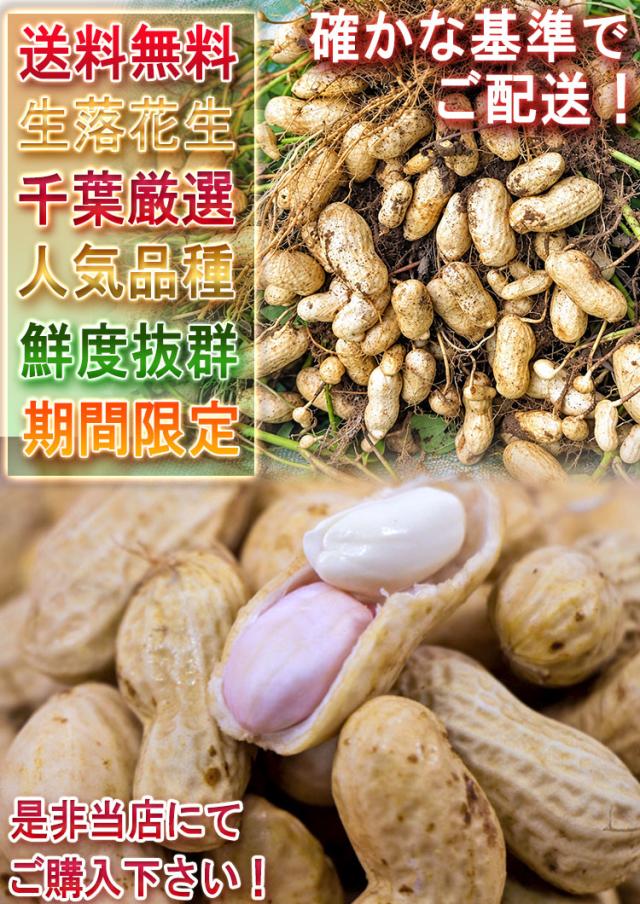 旬 ラッカセイ