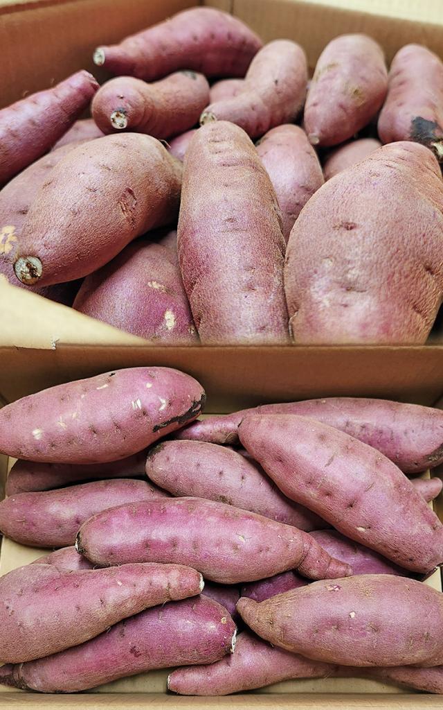 家庭用 さつまいも