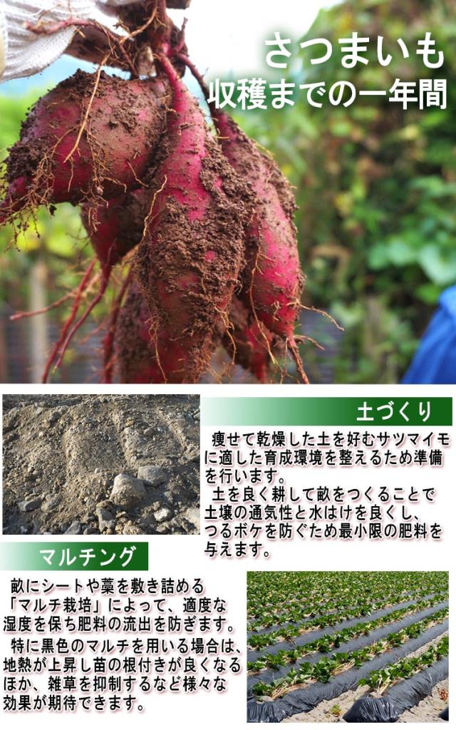 さつまいも 冷凍