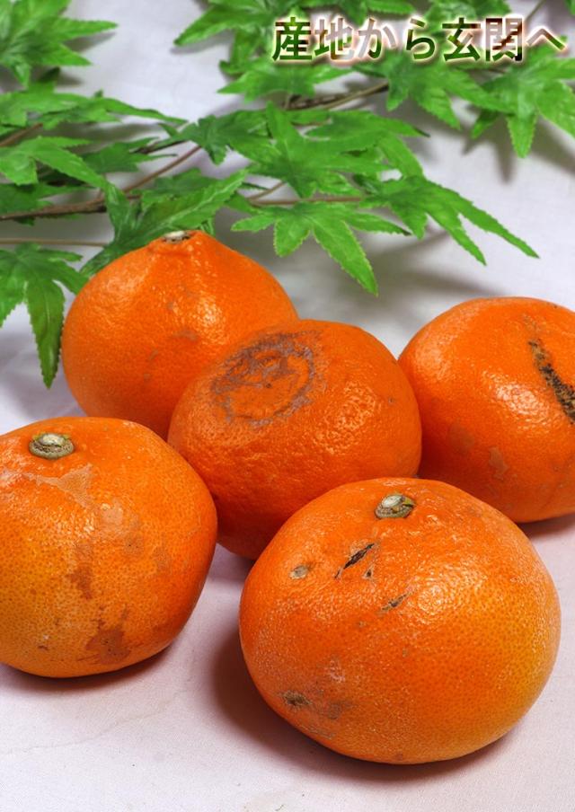 訳あり みかん