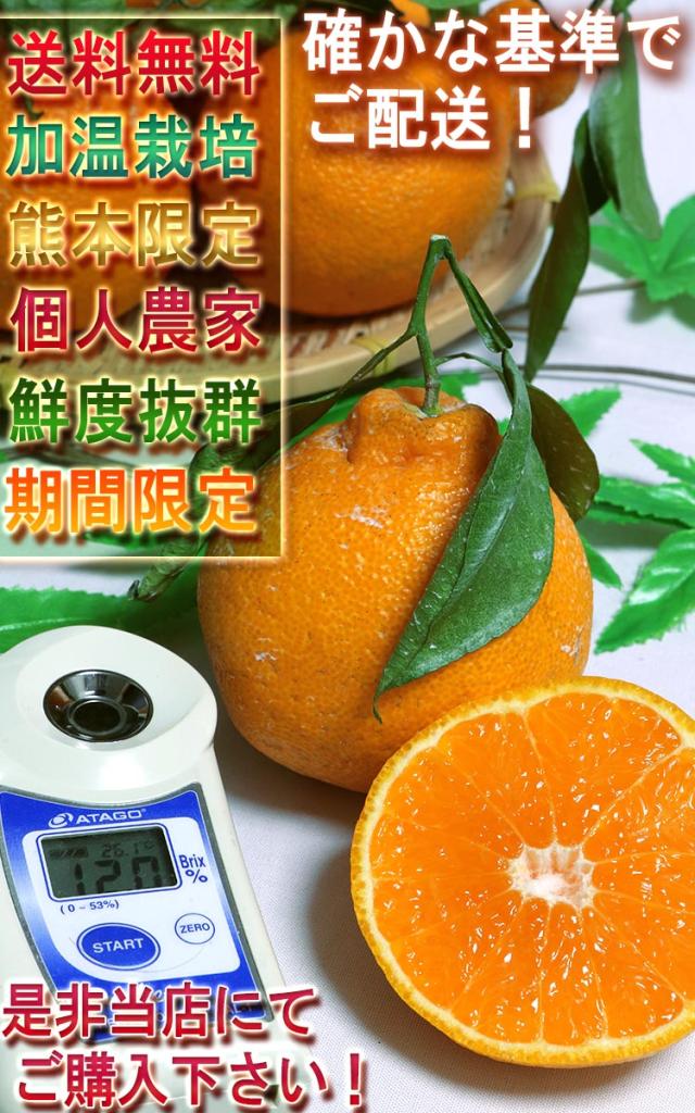 果物 送料無料
