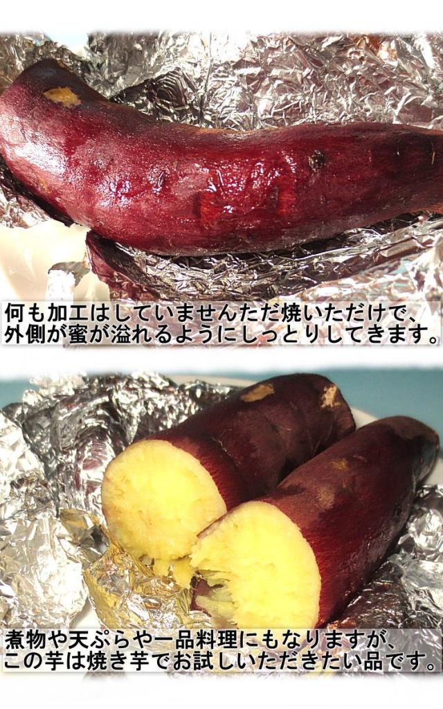 新品種 シルクスイート