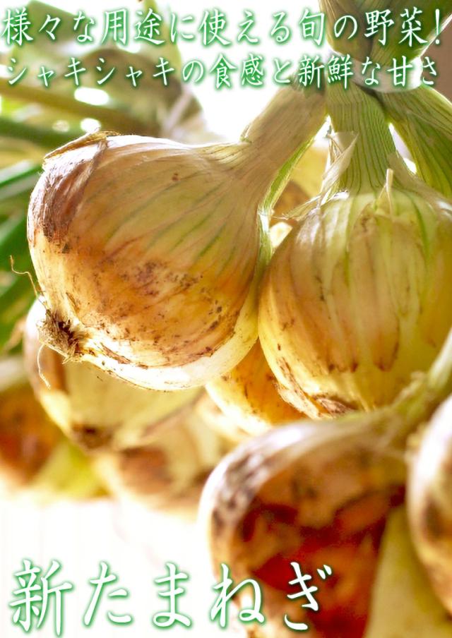 新たまねぎ 野菜