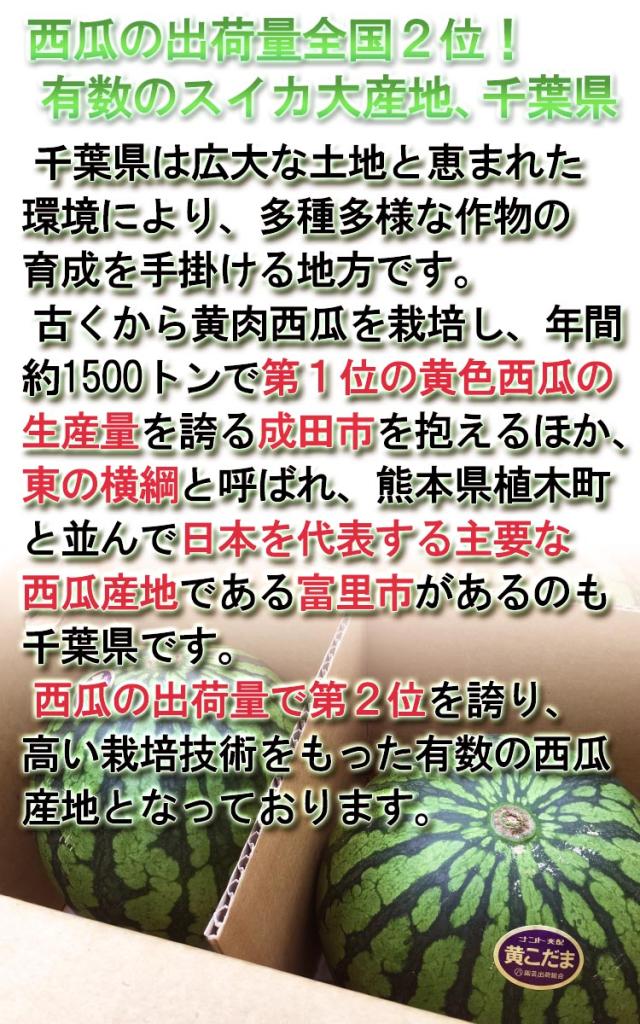 クリームこだま 送料無料