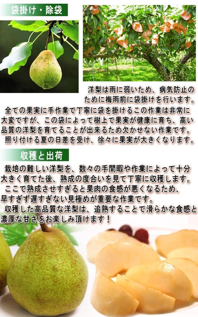 西洋梨 通販