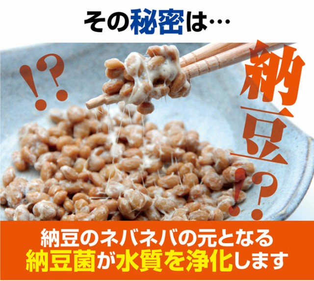 納豆のネバネバの元となる納豆菌が水質を浄化します