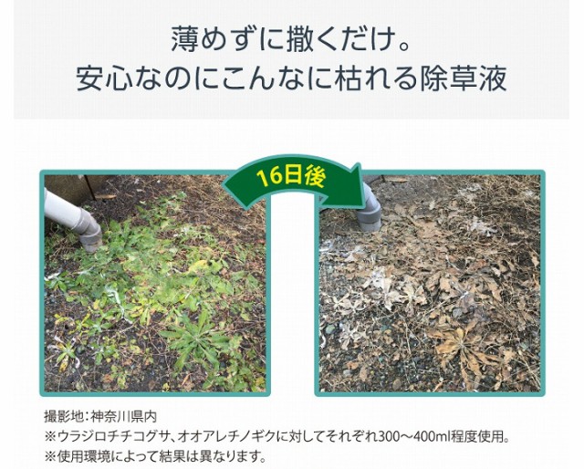 薄めずに撒くだけ。安心なのにこんなに枯れる助除草液