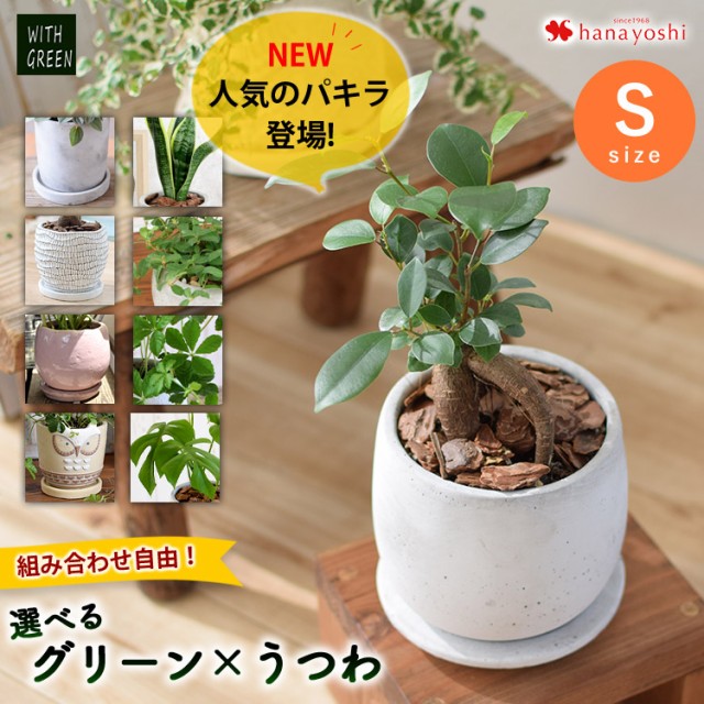 フェイクグリーン 観葉植物 とりよせ品 Asca アスカ パキラ ポット付