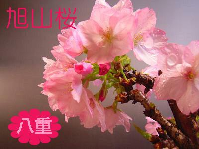 年4月中頃開花の花芽あり 旭山桜 旭山桜苗木 サクラ苗 普通の桜よりあまり大きくならない桜の苗 庭木 八重咲き 落葉樹の通販はau Pay マーケット こぼんさい Au Pay マーケット店