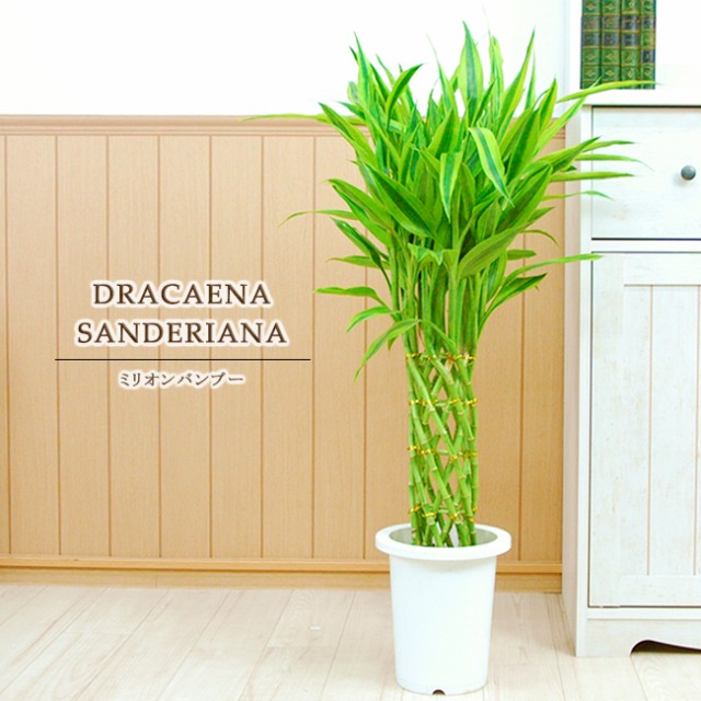 観葉植物 アスパラガス ナナス 3号 1ポット ： Amazon・楽天・ヤフー等の通販価格比較 [最安値.com]