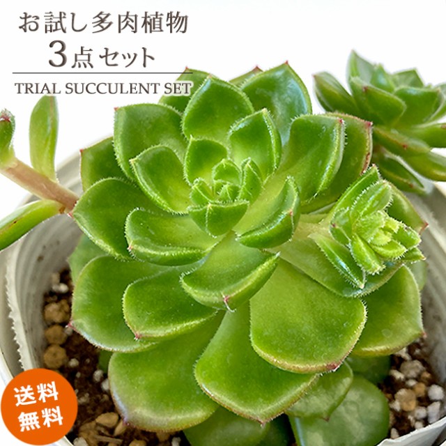 観葉植物 ： Amazon・楽天・ヤフー等の通販価格比較 [最安値.com]