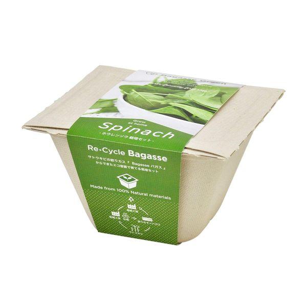 他サイト： 聖新陶芸 4528757039778 GD−95304 バガスグリーン サラダホウレンソウの商品画像