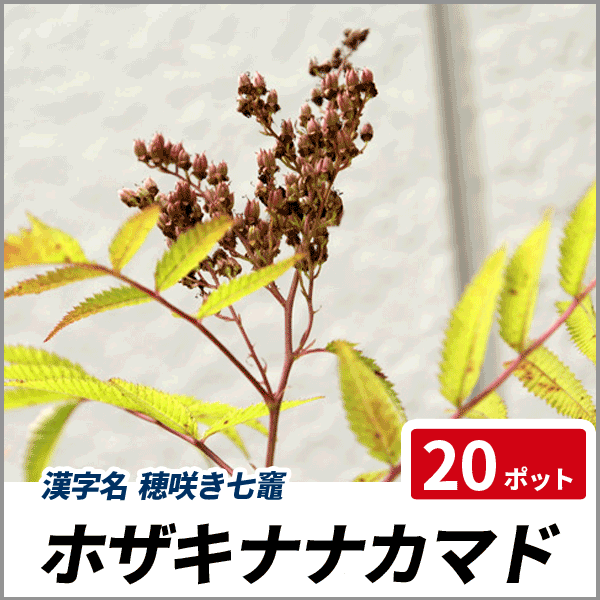 ホザキナナカマド 樹高30 50cm前後 ポットセット 落葉 苗木 庭木 花木 穂咲き七竈の通販はau Pay マーケット 相馬グリーン Au Pay マーケット店