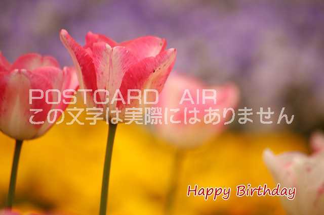 誕生日のお祝いポストカード Happy Birthday チューリップ葉書ハガキ Photo By Miroの通販はau Pay マーケット ポストカードのair