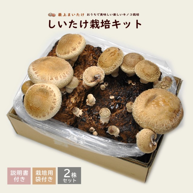 干し椎茸 国産 どんこ 100g 原木栽培 西日本産 しいたけ 干ししいたけ ： Amazon・楽天・ヤフー等の通販価格比較 [最安値.com]