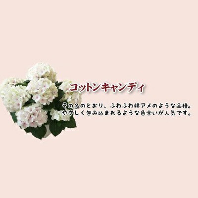 まだ間に合う 母の日 プレゼント 銀座の紫陽花 コットンキャンディ 5号鉢 あじさい 花鉢 アジサイ 鉢植え 来年 ギフト 送料無料 沖縄 100の通販はau Wowma ワウマ 花とお酒とギフト銀座東京フラワー 商品ロットナンバー