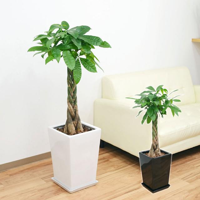 2394円 受賞店 観葉植物 ゲッキツ シルクジャスミン セラアート鉢 8号鉢 大型 室内