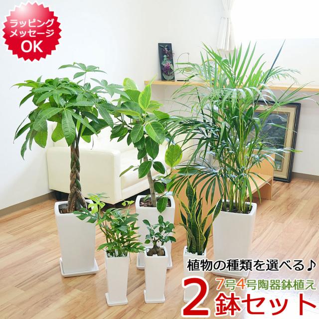 観葉植物 7号4号 2鉢セット 陶器鉢植え 選べる品種 おしゃれ お祝い 送料無料の通販はau Pay マーケット フラワーコーポレーション 商品ロットナンバー