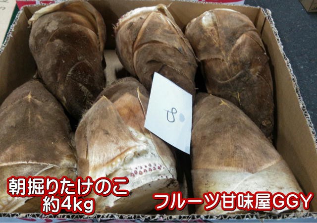 usagin様 京都山城産 朝掘り筍3kg samarpantrust.org