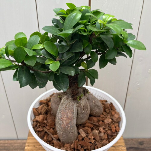 光触媒 人工観葉植物 ウォールグリーン フェイクグリーン オーガスタ