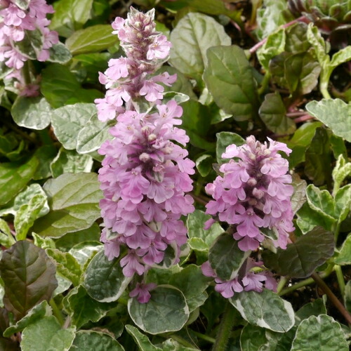 アジュガ ピンクラトニング １株 花色 ピンク系 宿根草 シェードガーデン 半日陰 日陰 イングリッシュガーデンの通販はau Wowma ワウマ イングの森 商品ロットナンバー