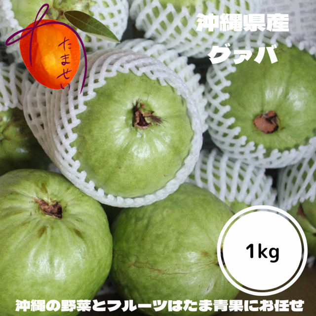 沖縄産フルーツグァバ　コンパクトでお届け！大きさ、数量おまかせ！