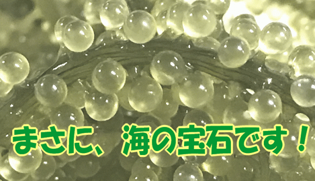 送料無料 糸満の高坂さんの採れたて 生 茎つき海ぶどう 500グラム 海のキャビア 常温便の為他商品と同梱不可の通販はau Pay マーケット 沖縄たま青果