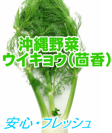 安心 フレッシュ沖縄県産伝統野菜 ウイキョウ 大束 1束 約500g 発送 1 3月 国産 国の通販はau Pay マーケット 沖縄たま青果