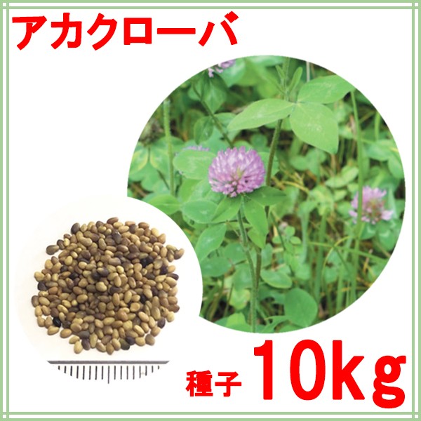 種子 アカクローバ 10kg