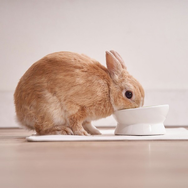 他サイト： 【ポイント倍々CP中ペティオはP5倍】アドメイト うさぎ用食器 食べやすい脚付き陶器製ラビットディッシュ Add.mateの商品画像