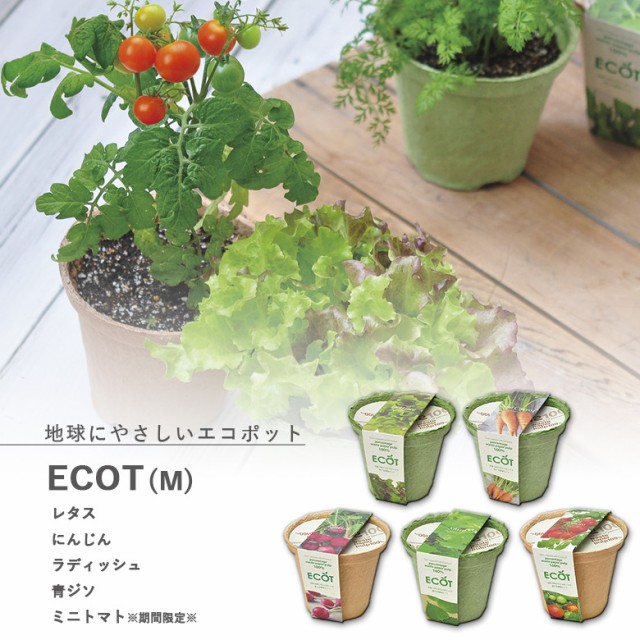 他サイト： 家庭菜園 GD-411 エコットM 5種類から選べます(※ミニトマトは12月〜6月のみの販売です) 聖新陶芸の商品画像