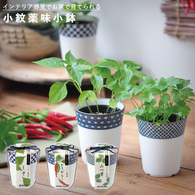 他サイト：  家庭菜園 GD-758 小紋薬味小鉢 (しそ・唐辛子・三つ葉) 聖新陶芸の商品画像