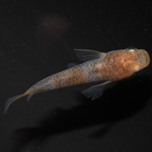 日淡 三色錦メダカ 三色錦めだか 約2 5 3cm 3匹 の通販はau Pay マーケット 熱帯魚通販のネオス