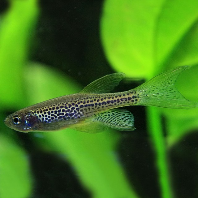 テトラ グラスアクアリウム観賞魚飼育セット GA-３０GF 【水槽/熱帯魚/観賞魚/飼育/セット水槽/オブジェ】【生体】【通販/販売】【アの通販はau  PAY マーケット - 熱帯魚通販のネオス｜商品ロットナンバー：389660844