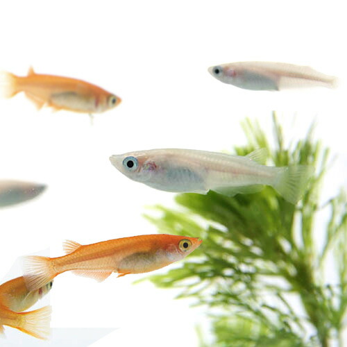 人気 メダカ紅白セット 楊貴妃メダカ 3匹 約2cm 白メダカ 3匹 約2cm 計6匹セット 水槽 熱帯魚 観賞魚 飼育 生体 通の通販はau Pay マーケット 熱帯魚通販のネオス 人気 メダカ紅白セット 楊貴妃メダカ 3匹 約2cm 白メダカ 3匹 約2cm 計6匹セット 水槽 熱帯魚 観賞魚 飼育 生体 通の通販はau Pay マーケット 熱帯魚通販のネオス