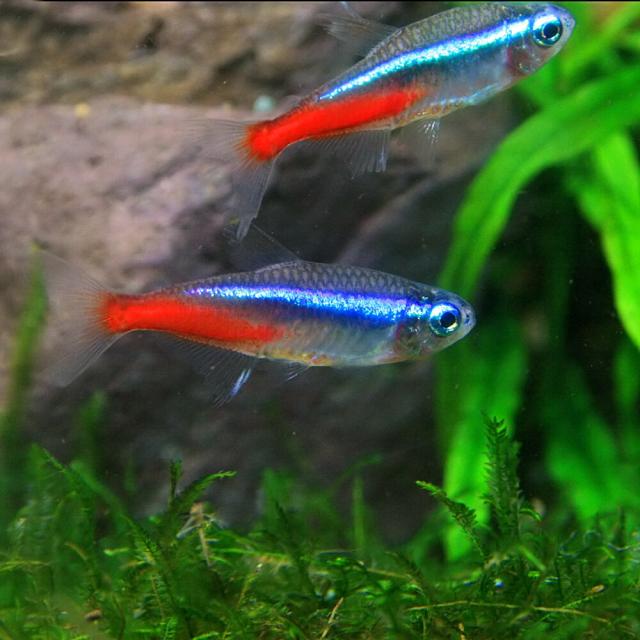 スドー メダカのピンクストーン メダカ 熱帯魚 観賞魚 飼育 水槽 水槽 熱帯魚 観賞魚 飼育 生体 通販 販売 アクアリウム の通販はau Pay マーケット 熱帯魚通販のネオス 商品ロットナンバー