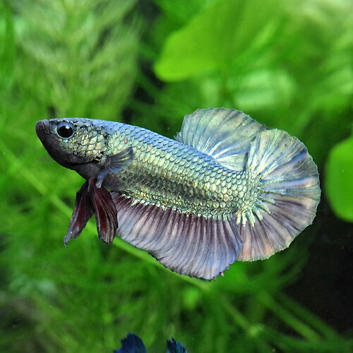 丸50本、角50本魚掬うミジンコネットごみ取り金魚 メダカ 熱帯魚